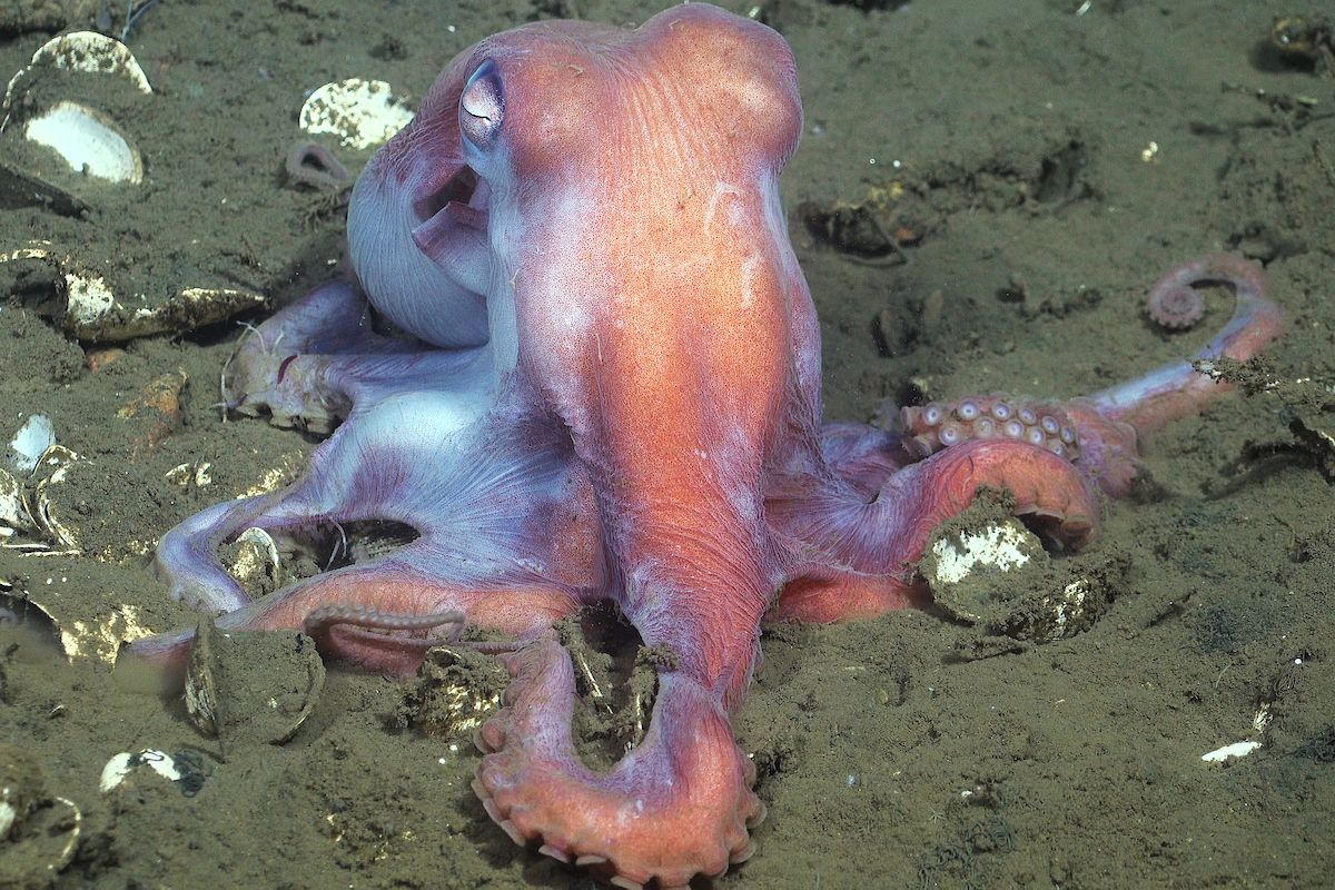 Pulpo encontrado en el fondo marino.