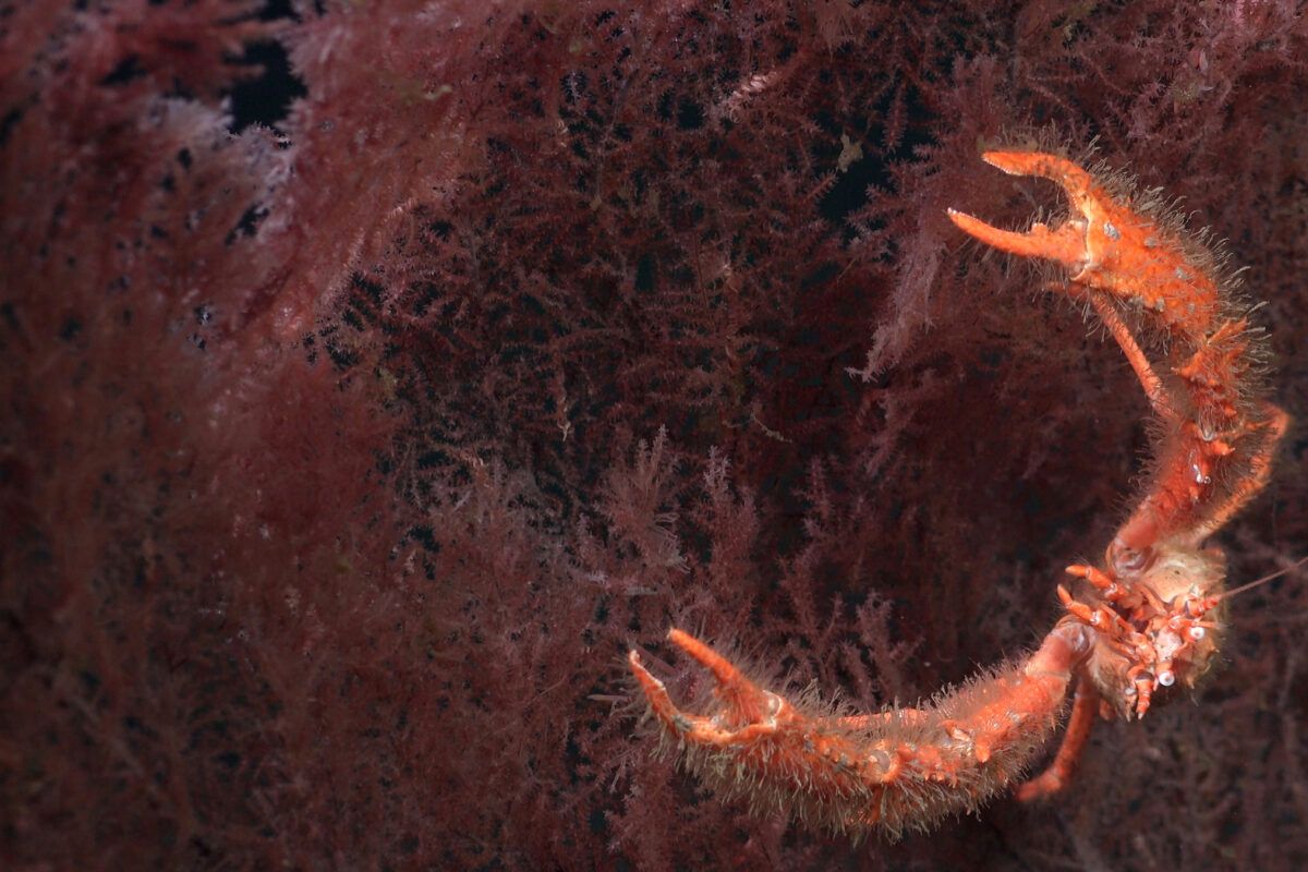 Crust&aacute;ceo escala sobre coral negro.