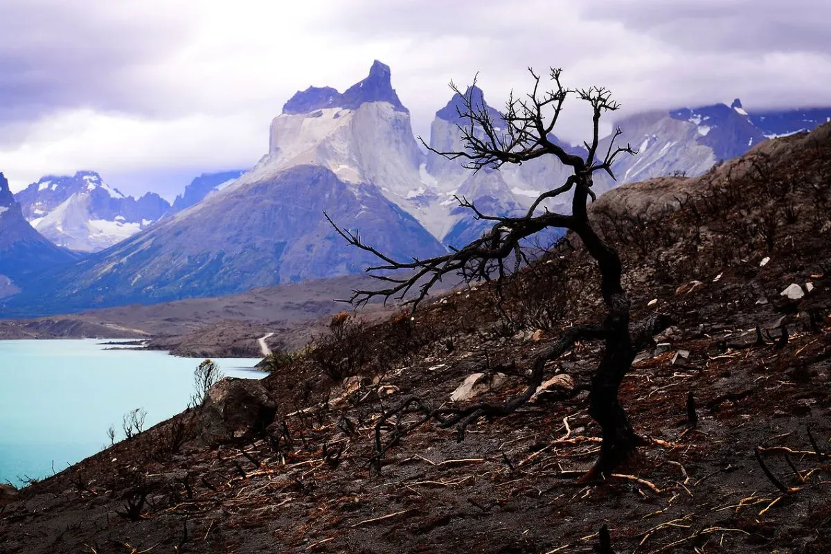 Estragos tras el incendio de 2012 en las Torres del Paine.