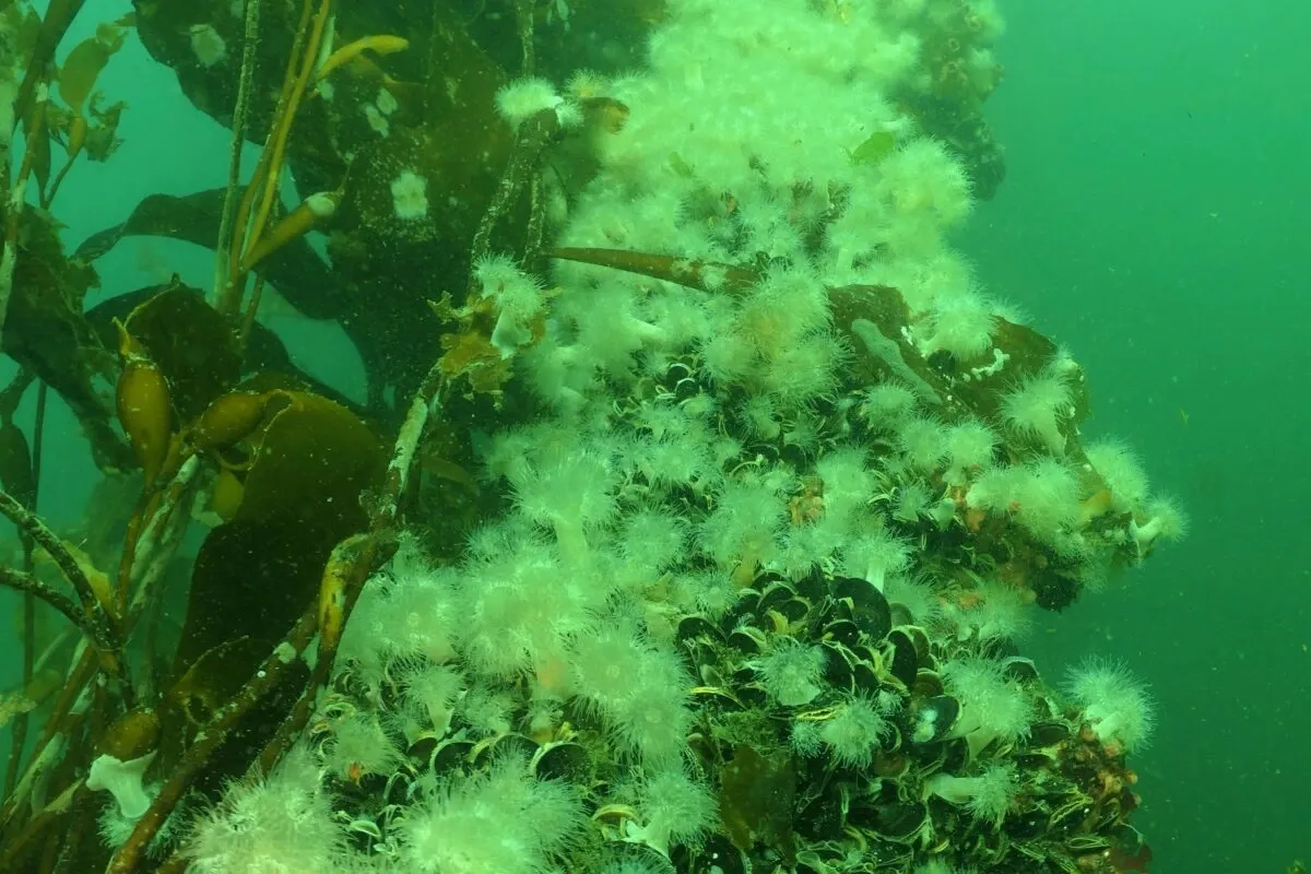 Las an&eacute;monas plumosas pueden desarrollarse en cualquier superficie flotante.