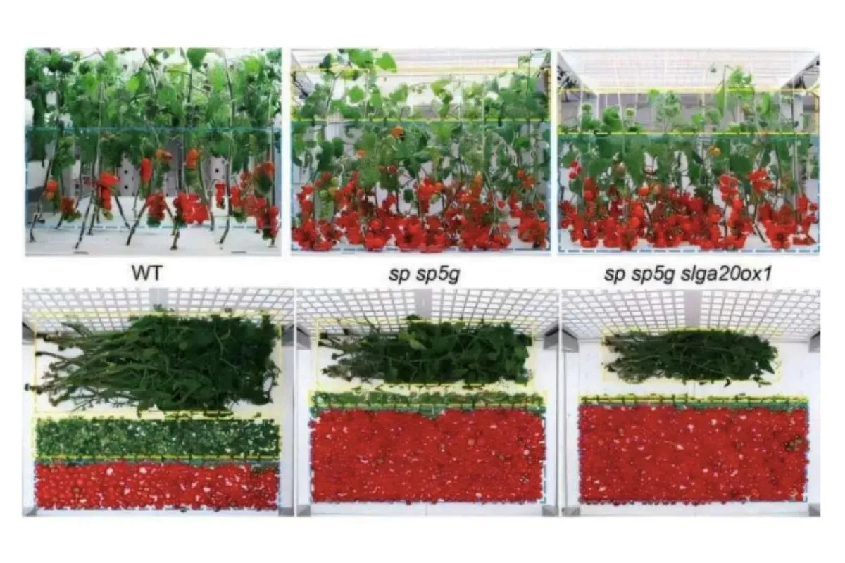 La producci&oacute;n de tomates bajo este m&eacute;todo demuestra un alto rendimiento.