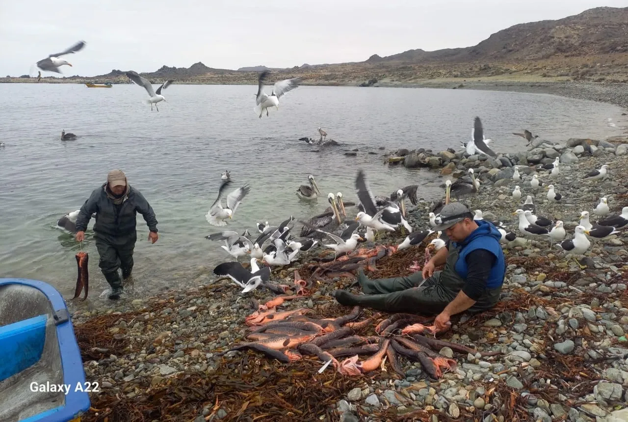 Pesca artesanal en Bah&iacute;a Chascos.