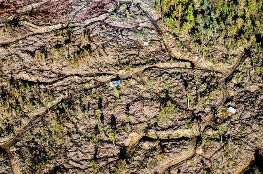 Zona donde ocurr&iacute;a la tala ilegal en Quell&oacute;n, Chilo&eacute;.