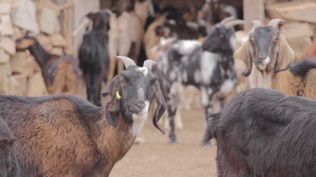 Cabras ganado crianceros