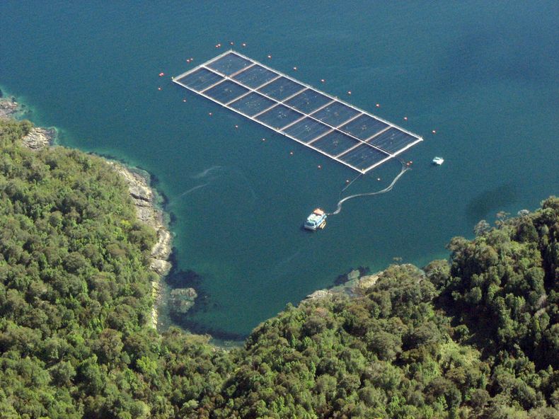 Salmones AP Fundacion Terram 1.jpg