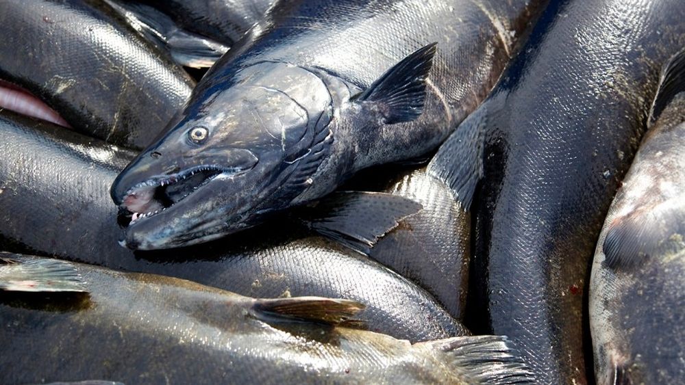 VIDEO| Conoce a los “salmones zombis”, el proceso natural que es viral en redes sociales