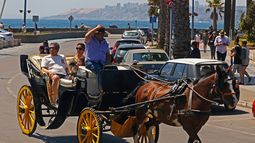 Viña del Mar deroga el permiso para el funcionamiento de coches victoria en las calles