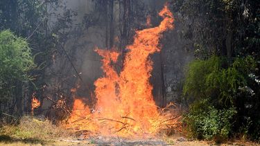 Habría estado haciendo un asado: Detienen a sujeto que originó incendio forestal en Hijuelas