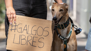 Maltrato animal a perros galgos. Créditos: Agencia Uno.&nbsp;