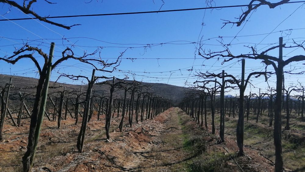 Punitaqui: La esperanza del retorno a la agricultura familiar