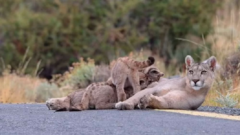 Madre puma alimenta a sus cachorros en una carretera de Torres del Paine - Instagram @fotosafaritorresdelpaine