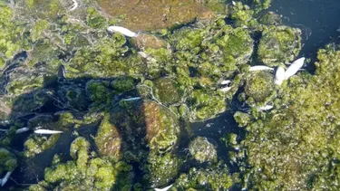 El Desconcierto | exigen a kast abordar desde el primer dia crisis del agua en los molles tras denuncia ante la cidh se requieren decisiones urgentes.webp