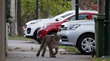 Zorros y pumas cambiaron sus horarios en pandemia: Salieron más de día