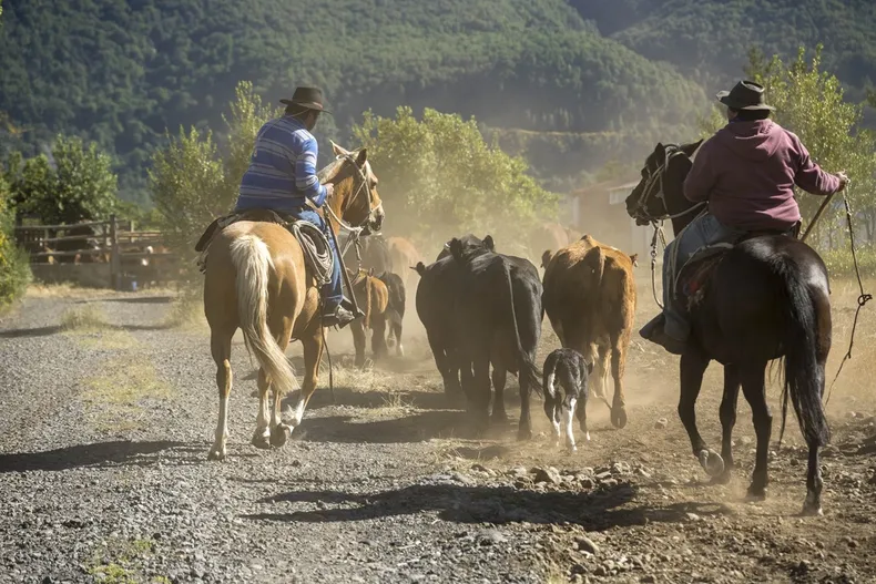 21135 arrieros antuco sag 3.webp