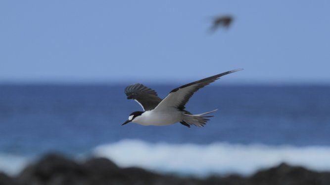 Manutara en Rapa Nui. Foto: Sebastián Yancovic, Manu Project.&nbsp;