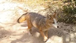 VIDEO| Sorpresa en Conaf: Captan zorro culpeo con extrañas formas y colores en la RM