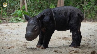 El Desconcierto | Rinoceronte de sumatra.jpg