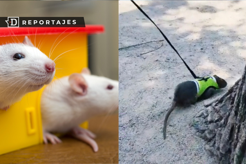 Ratas domesticas.png