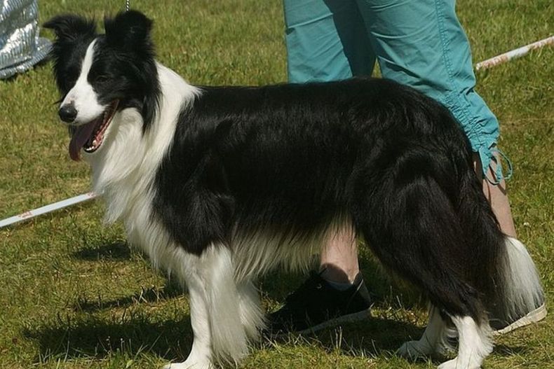 su perro murio electrocutado en mcdonalds de antofagasta  corte ordena pago de 8 millones a duena.jpg