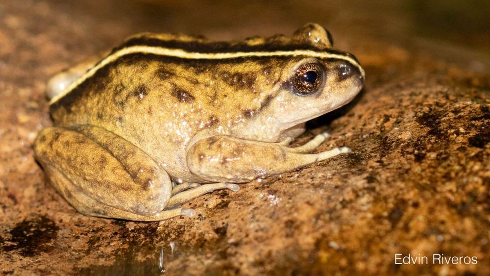 No se veía desde 1893: Hallan rana de pecho espinoso de Malleco en el país