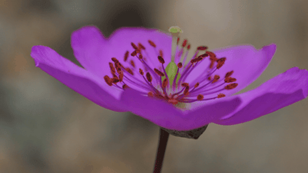 #ViveElDesiertoFlorido: Lo que debes saber para visitarlo este 2022