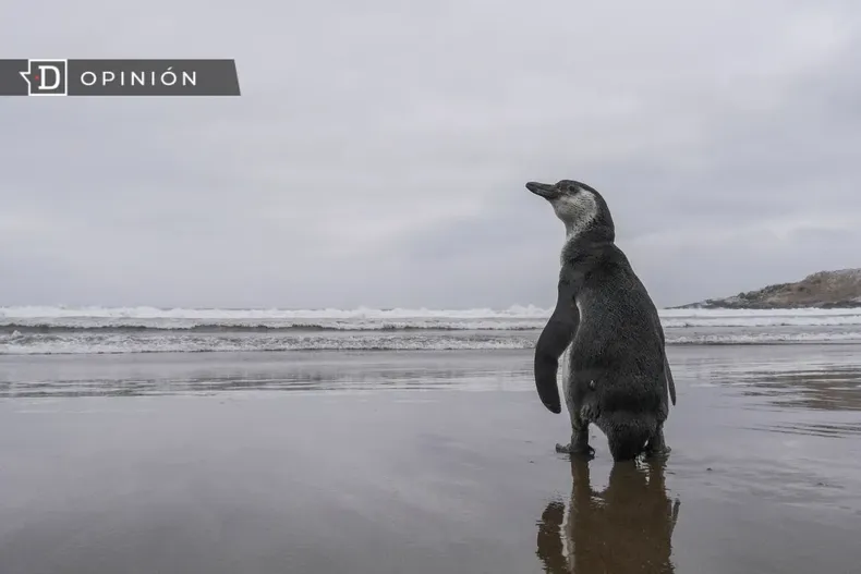 16071 un pinguino frente al mar.webp