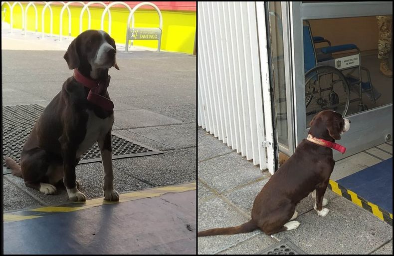perrito.jpg