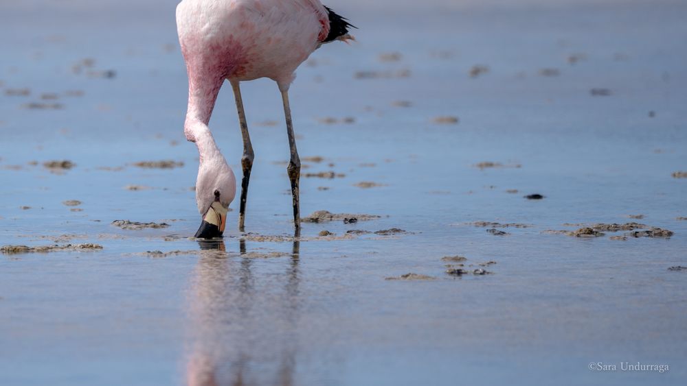 La presencia de flamencos andinos convive en Maricunga con actividades de exploración asociadas a la extracción de litio, uno de los desafíos actuales para la conservación del salar.