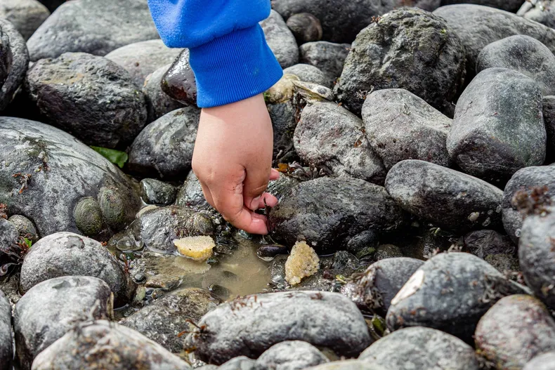 12765 extraccion de pirenes en corralitos.webp