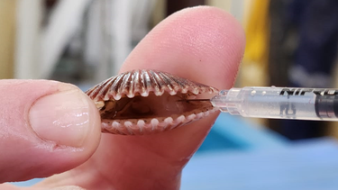 Estudiarán alta mortalidad del ostión en su fase larval y juvenil: 90% se produce en Tongoy