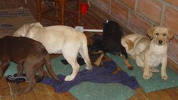 Detienen a veterinario que implantaba heroína en cachorros para traficar a Estados Unidos