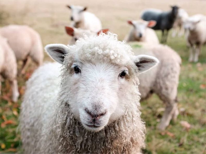 oveja adulta 1.jpg