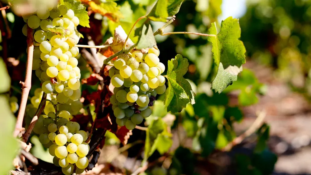 Efectos de la sequía en cultivos estratégicos: Estudio clave busca indagar los efectos del estrés hídrico