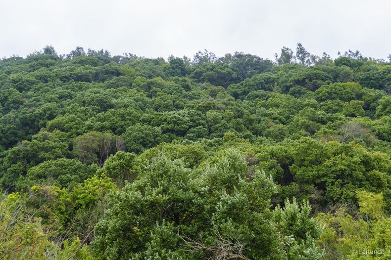 7941 carbono arboles.jpg