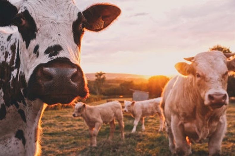 cows.jpeg