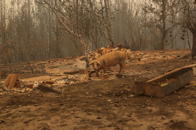 Animal de granja en zona de incendios forestales.jpg
