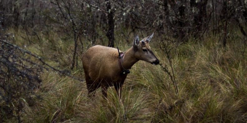 Huemul / Agencia Uno