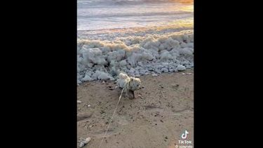 VIDEO| Perrito acumula miles de visitas tras enfrentar sorpresivo evento de espuma marina