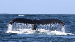 Científica chilena mapeará dónde comen las ballenas para limitar la extracción de krill