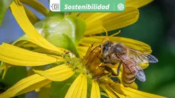 Larga vida a las abejas: Científicos desarrollan suplemento que podría mejorar la resistencia y vitalidad de las colmenas