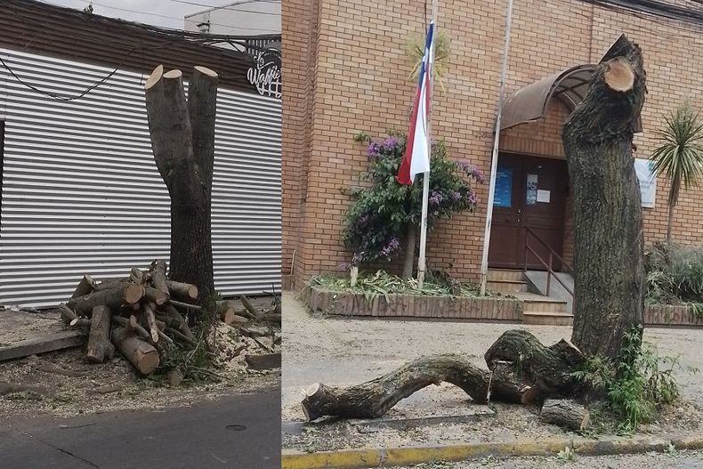 ARBOLES EN CONCEPCION.jpg