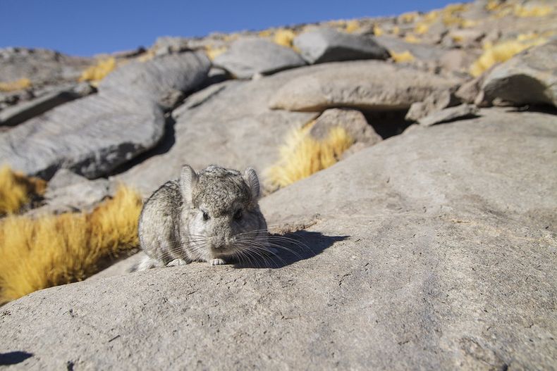 b78d9e03 chinchilla conaf..jpg