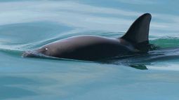 «Implicaría una vergüenza internacional que el gobierno mexicano haya dejado extinguir a una especie» | Alejandro Olivera sobre vaquita marina