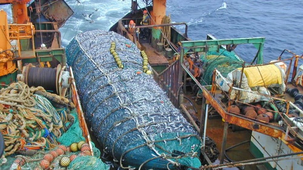 Pesca industrial de arrastre de merluza en Chile.&nbsp;