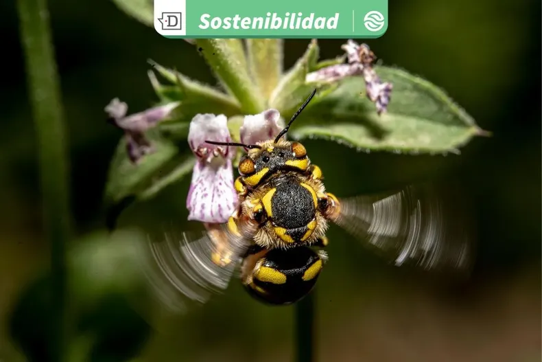 28505 diseno sin titulo 2026 01 09t132843.webp