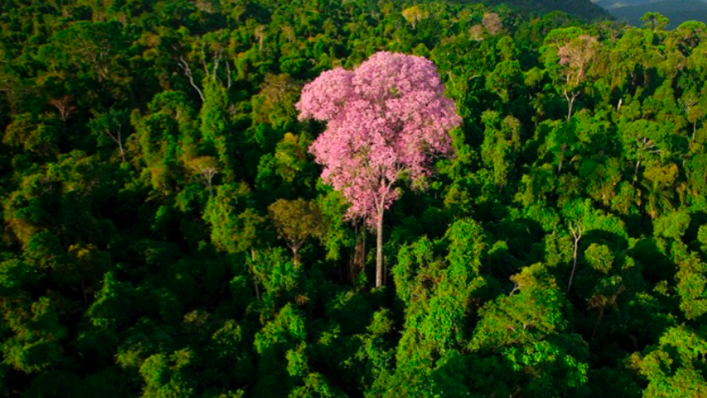 Estudio revela pérdida de bosques en Amazonía equivalente al tamaño de Chile en 34 años