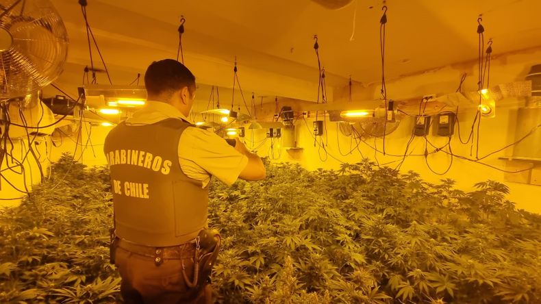 marihuana.jpg