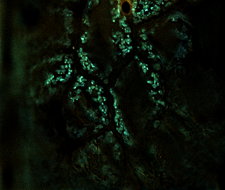 Colectivo Pliegue investiga los micro-paisajes de las turberas de Chiloé.