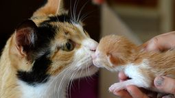 “Chile por los animales”: La Iniciativa Popular de Norma que congrega mayor apoyo popular