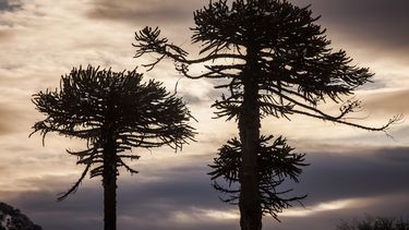 Conaf advierte que el 93% de las araucarias del país está afectada por hongos asociados al cambio climático